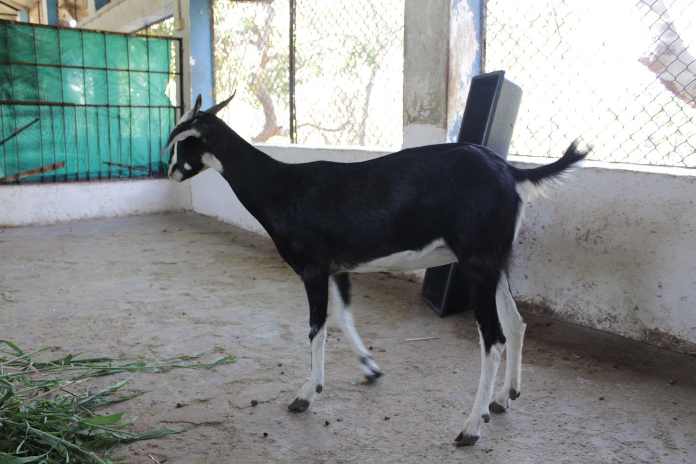 Konkan Kanyal Doe(1)